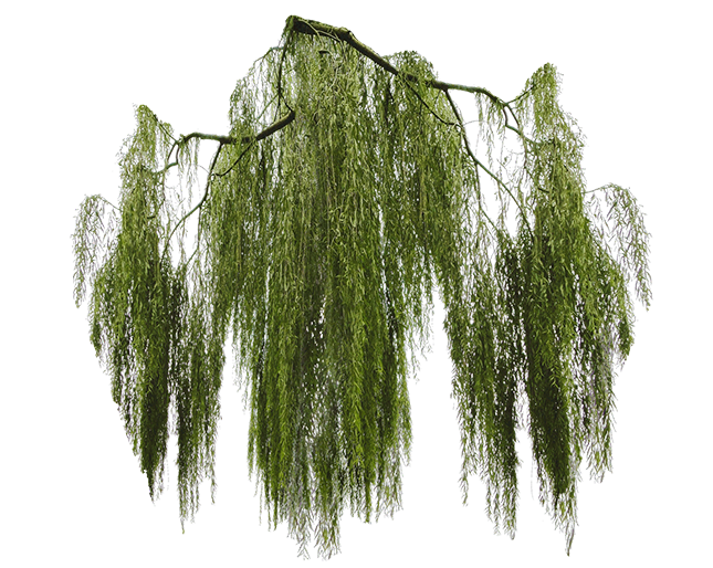 MFK%20Tree%20Removals